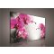 Obraz na plátně Růžová orchidej 100 x 75 cm