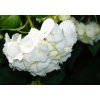 Fototapeta Bílé květiny
