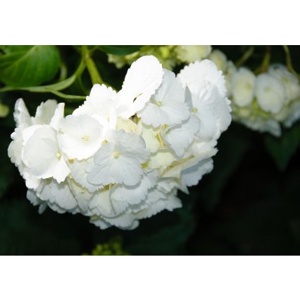 Fototapeta Bílé květiny
