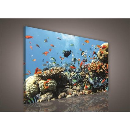Obraz na plátně Podmořský svět 100 x 75 cm