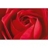 Fototapety L´imporant cest la rose F680