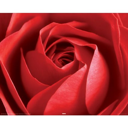Plakát Red Rose 2