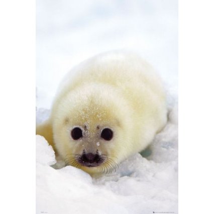 Plakát Seal - Cub
