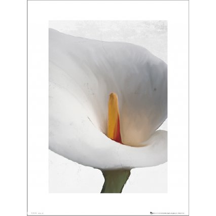 Reprodukce Floral Calla