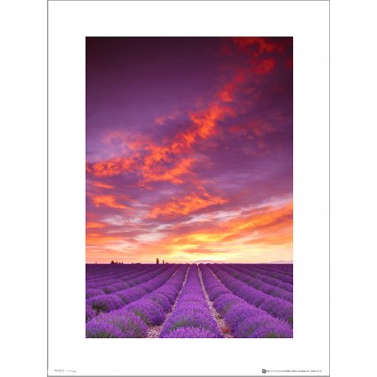 Reprodukce Tom Mackie Purple Field And Sky