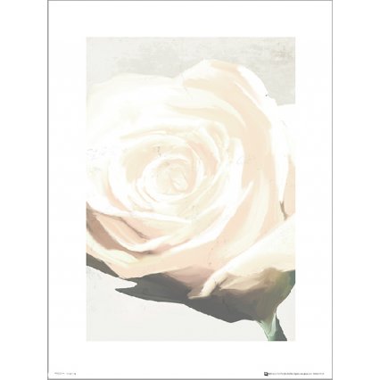 Reprodukce Rose White
