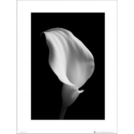 Reprodukce Calla Black and White