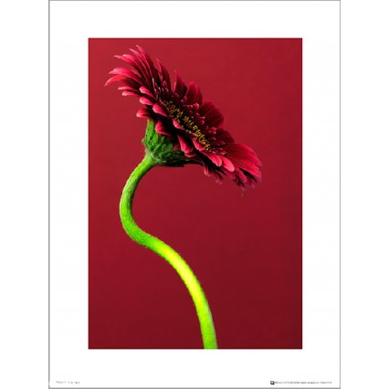 Reprodukce Single Gerbera Red