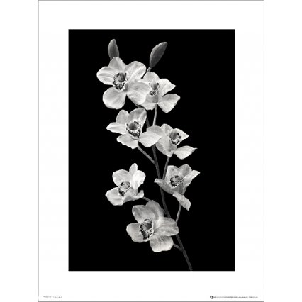 Reprodukce Orchidea Black And White Portrait