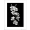Reprodukce Orchidea Black And White Portrait