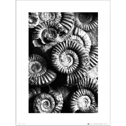 Reprodukce Fossils Black And White 