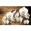Fototapety Bílá orchidej 3
