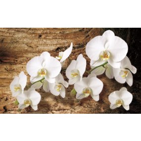Fototapety Bílá orchidej 3