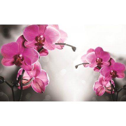 Fototapeta Orchid in grey background