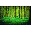 Fototapeta Green forest