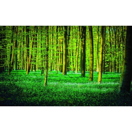Fototapeta Green forest