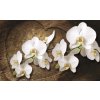 Fototapeta White orchid