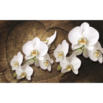 Fototapeta White orchid