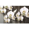 Fototapety Bílá orchidej 2