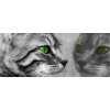 Fototapeta panoramatická vliesová Kočka