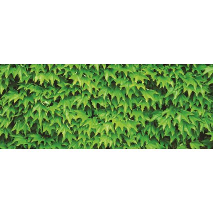Fototapeta panoramatická vliesová Green Ivy