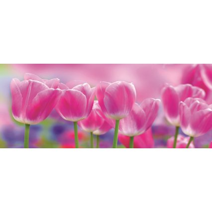 Fototapeta panoramatická vliesová Meadow of Pink Tulips