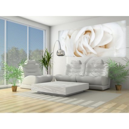 Fototapeta panoramatická vliesová Bílá růže