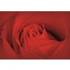 Fototapeta Bed Rose Macro