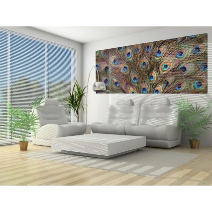 Fototapeta panoramatická vliesová Paví peří