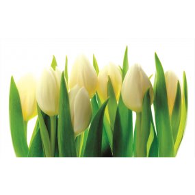 Fototapeta Bílé tulipány