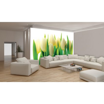 Fototapeta Bílé tulipány