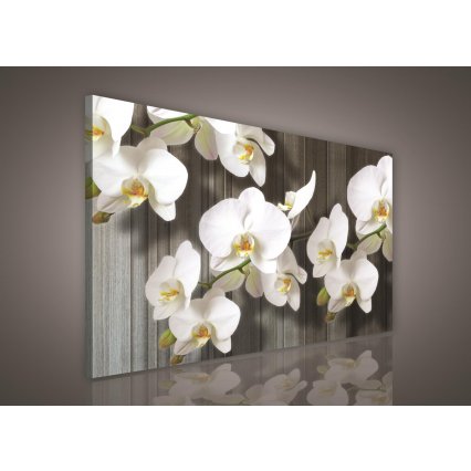 Obraz na plátně Bílá orchidej 100 x 75 cm