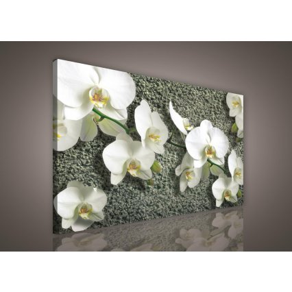 Obraz na plátně Orchidej 1 100 x 75 cm
