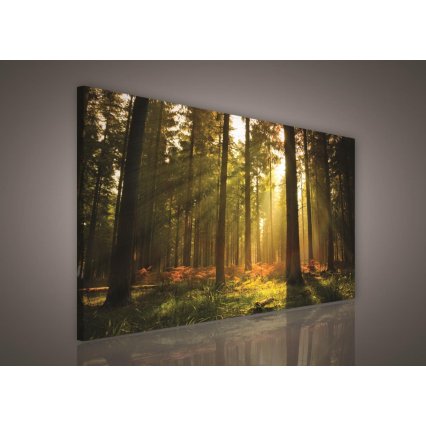 Obraz na plátně Sunrise in forest 100 x 75 cm