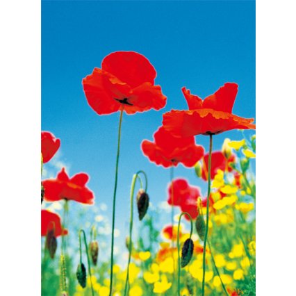 Fototapety na zeď Poppy Field F371