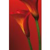 Fototapety Red Calla Lilies F406