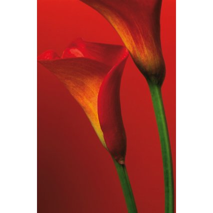 Fototapety Red Calla Lilies F406