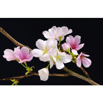 Fototapety na zeď Cherry Blossoms F627